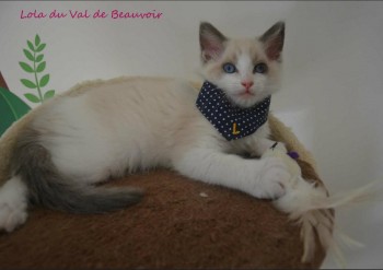 femelle blue bicolour - Chatterie Ragdolls du Val de Beauvoir